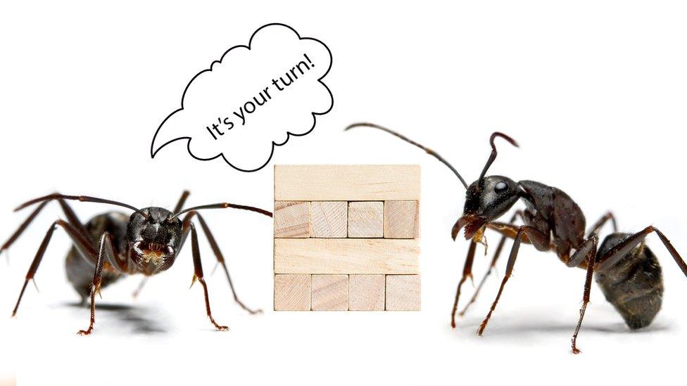 Two ants playing jenga