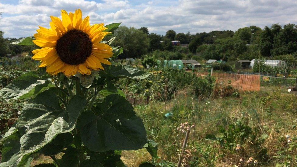 Twyford allotment