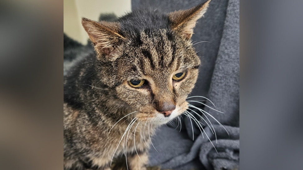 A sad-looking tabby cat looks to the right of the camera.