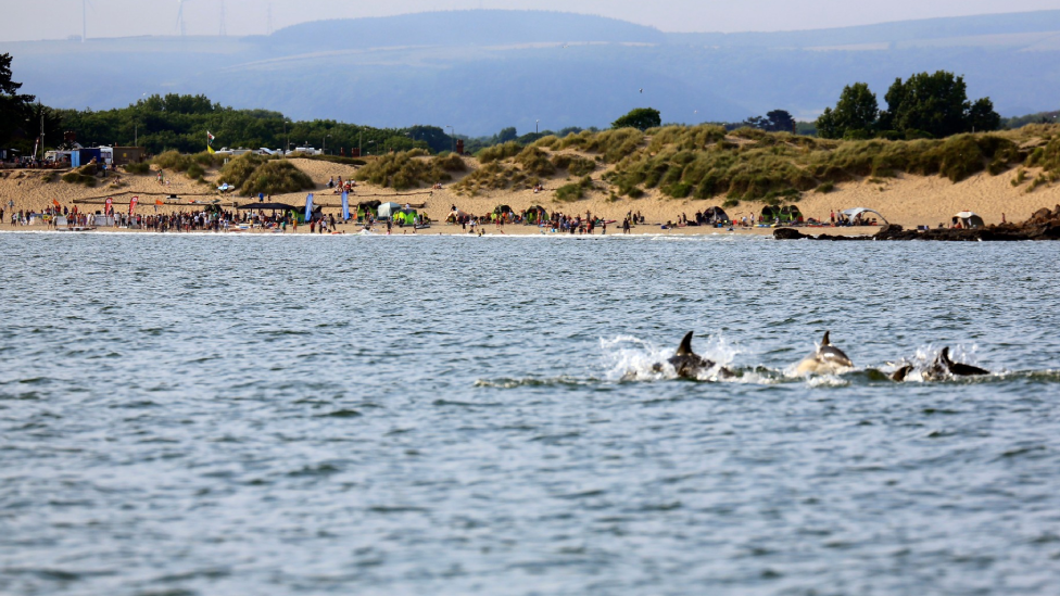 Porthcawl dolphins 