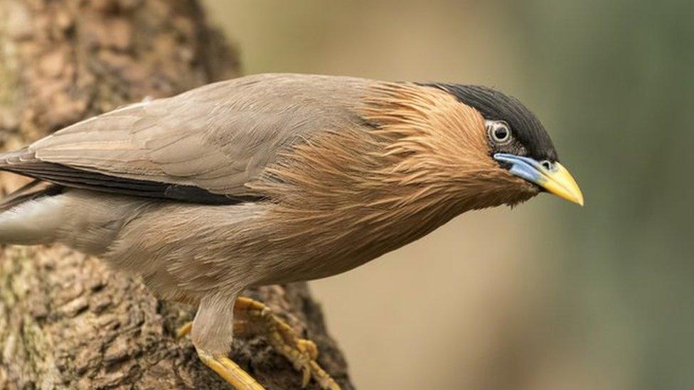 Brahminy starling