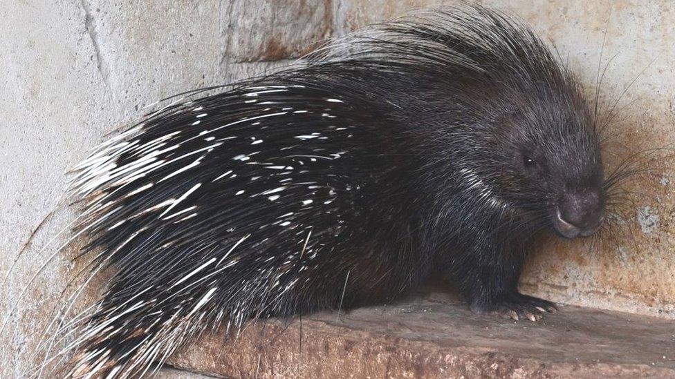 Porcupine