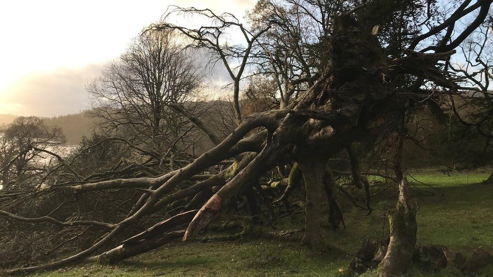 Fallen tree