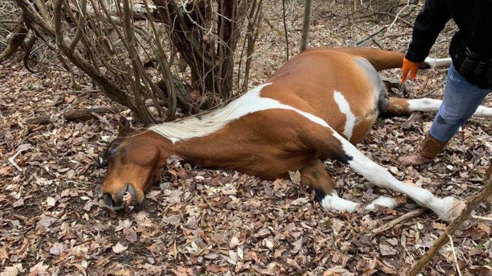 One of the horses discovered in Kentucky