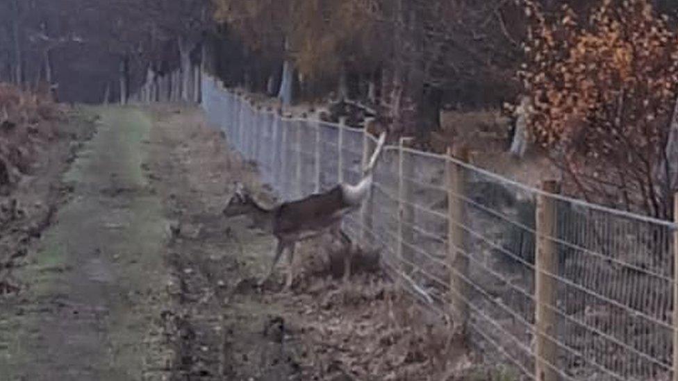 Trapped deer