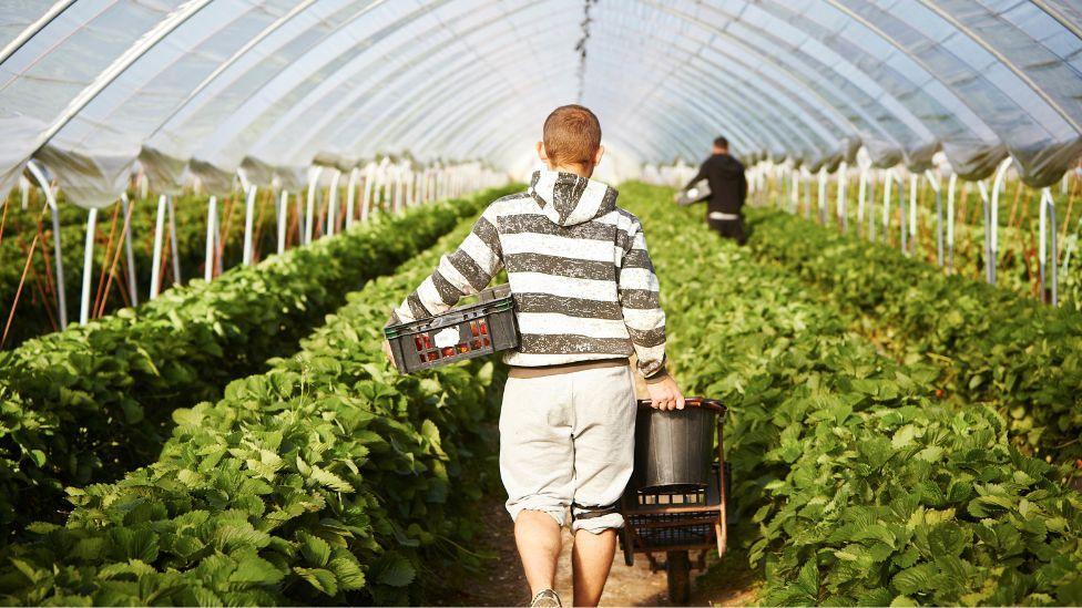 A fruit picker 