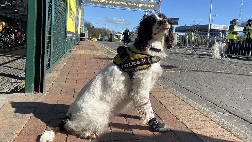 Police dog Dottie