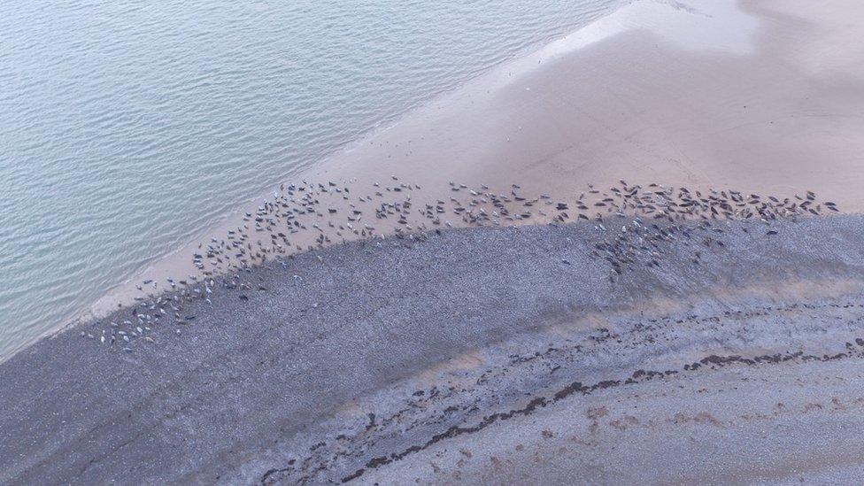 Aerial shot of seals at South Walney in 2021