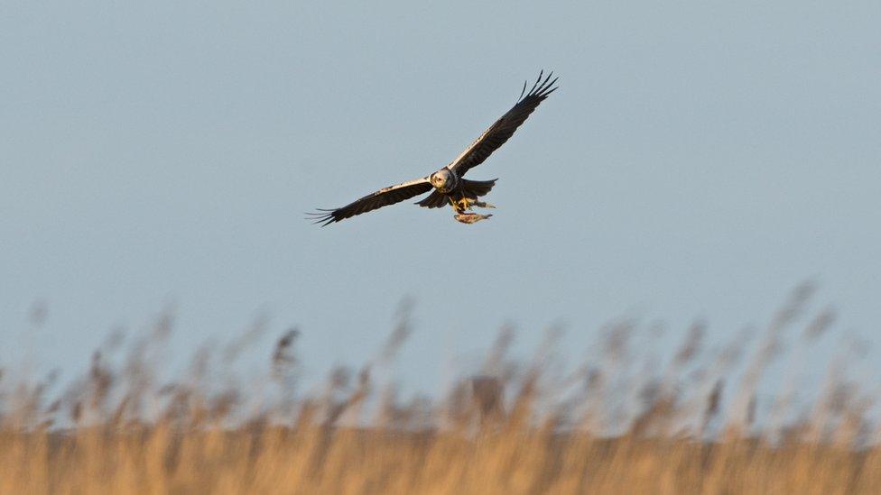 Marsh harrier