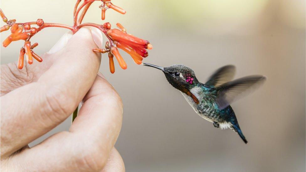 Bee hummingbird