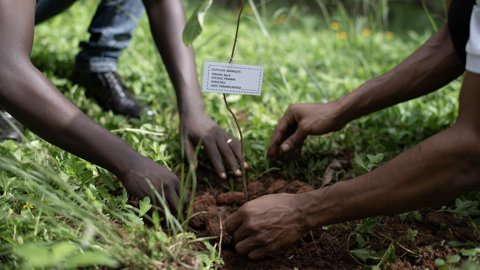 People planting a tree