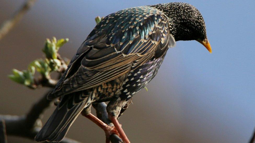 Starling by Christopher Lyle