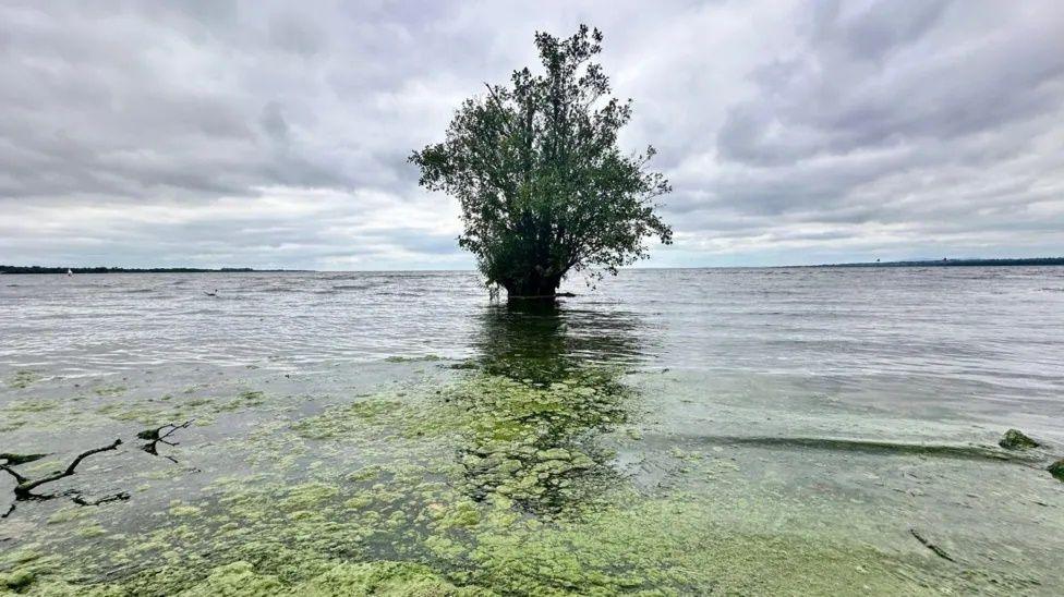 Sunken tree in Lough neagh surrounded by blue green algae