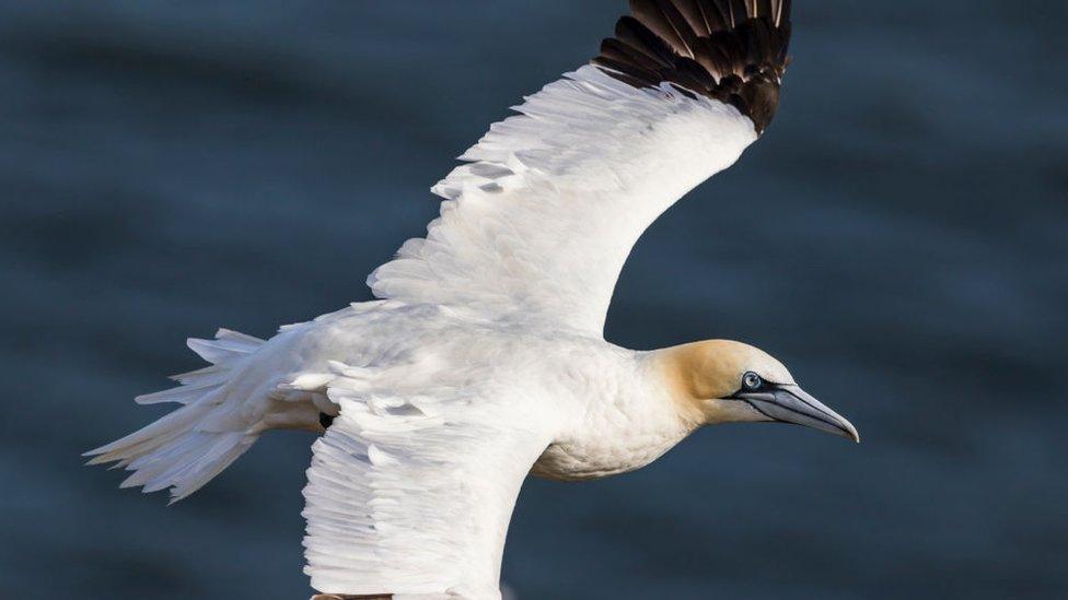 gannet