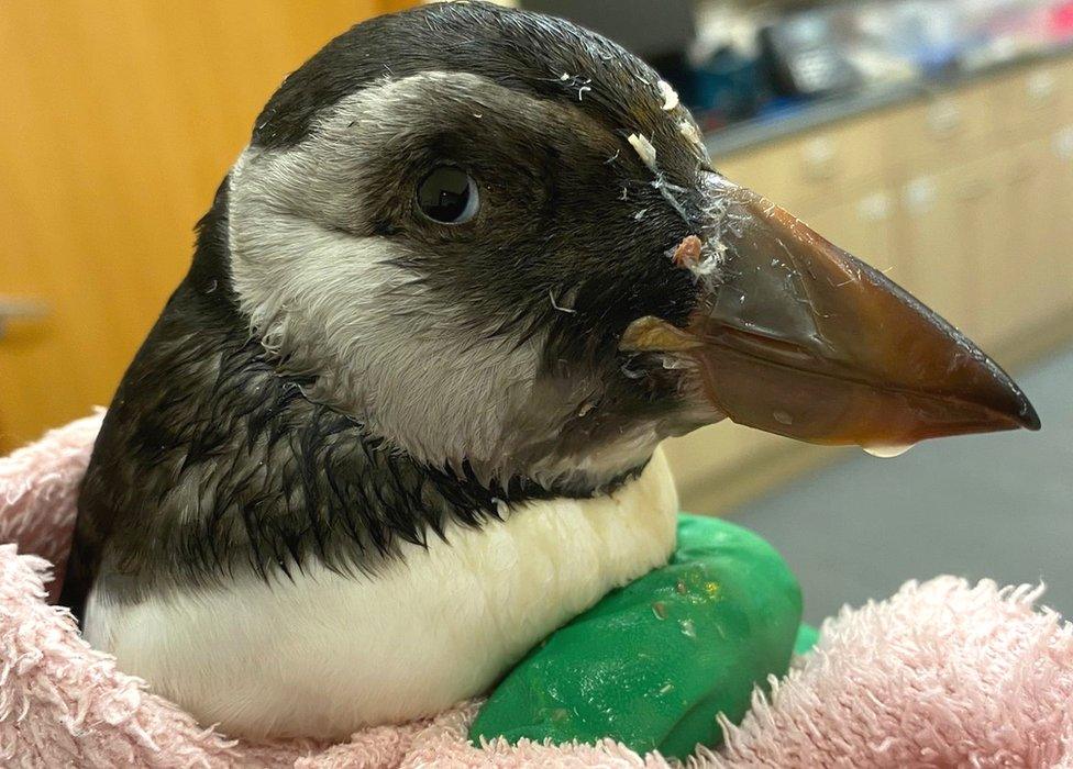 Recovering puffin