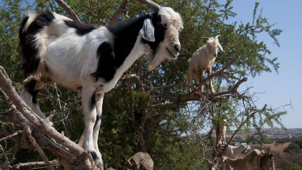 goats in trees