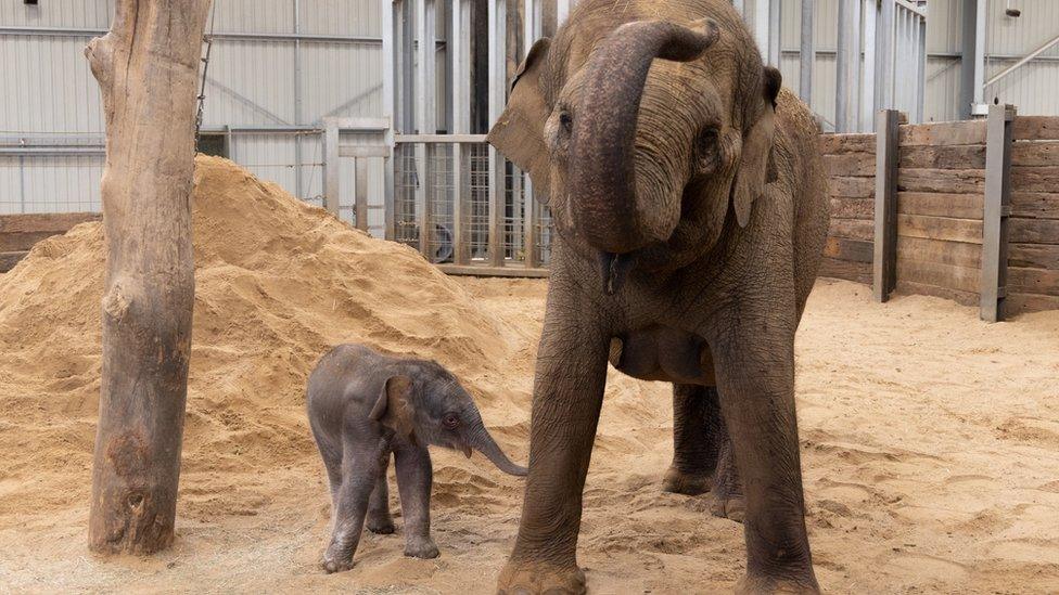 Asian-elephant-calf-born-at-zoo