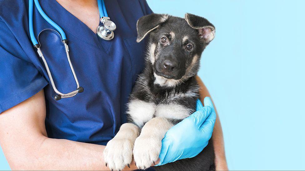 A veterinarian wearing blue scrubs and a stethoscope gently holds a young black and tan puppy, possibly a German Shepherd, in a clinical setting. The vet's gloved hand supports the puppy, conveying care and professionalism against a clean, light blue background.
