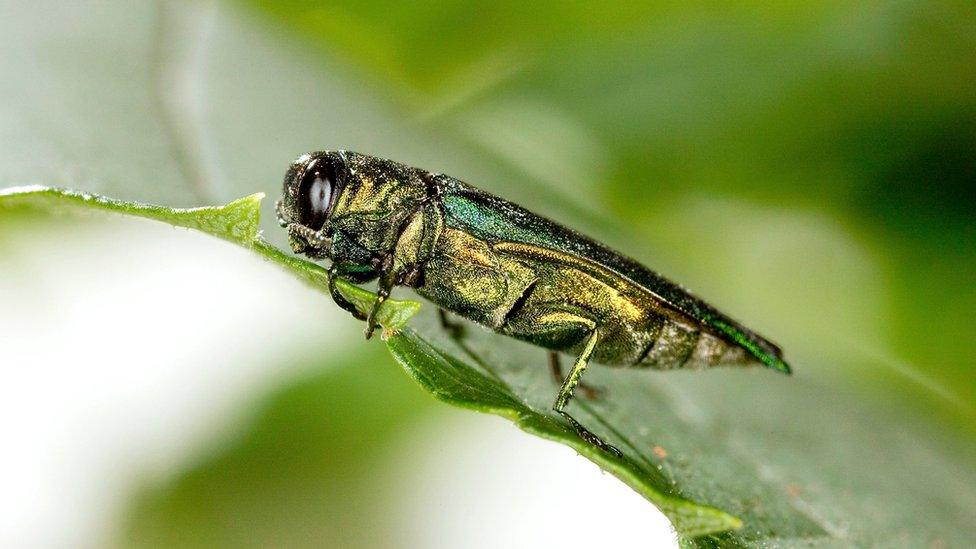 Emerald ash borer