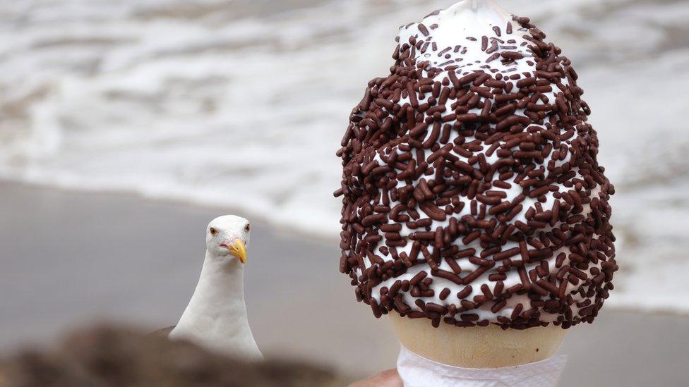 seagull-staring-at-ice-cream.