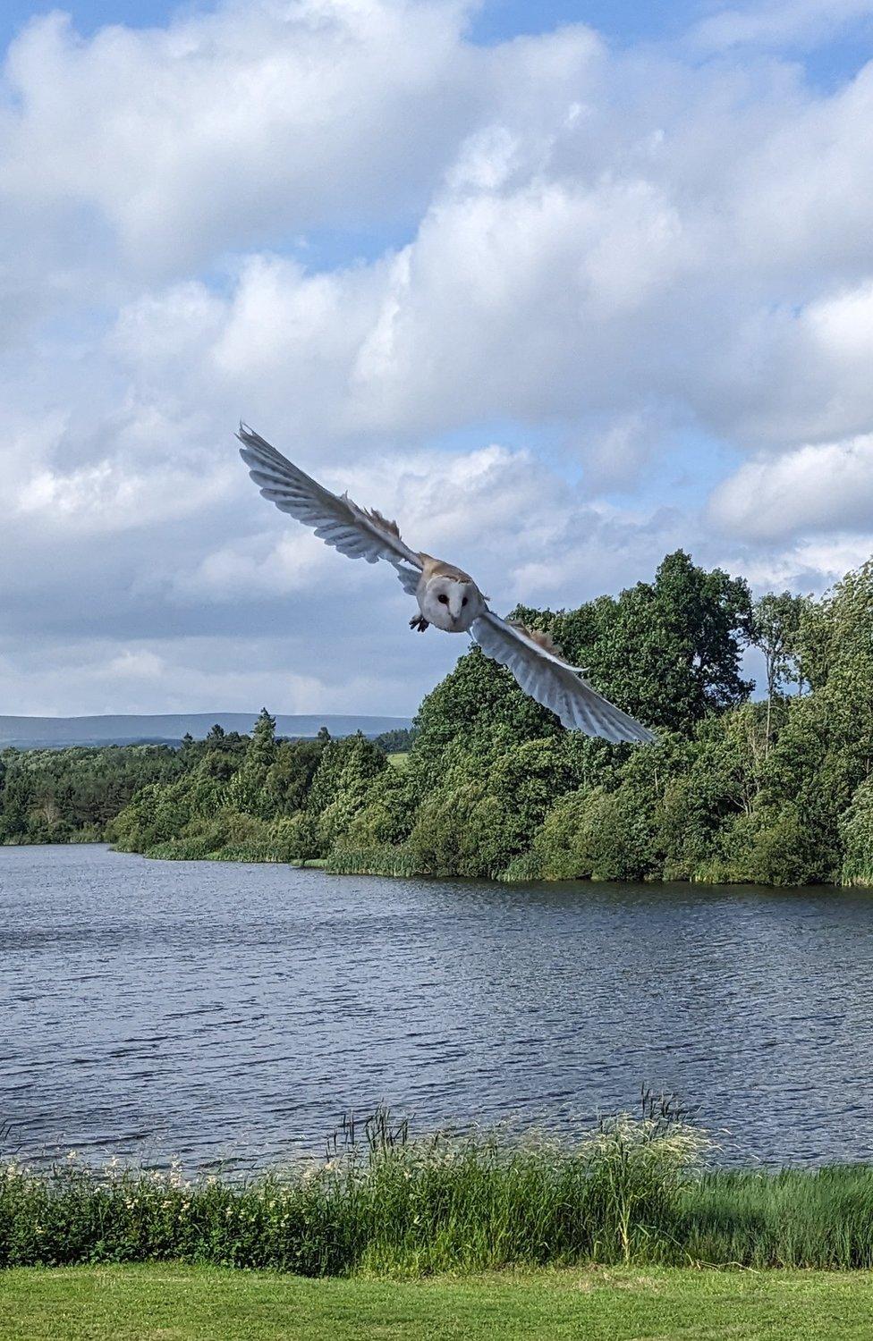 Owl in mid flight over grass with a pond and trees in the background