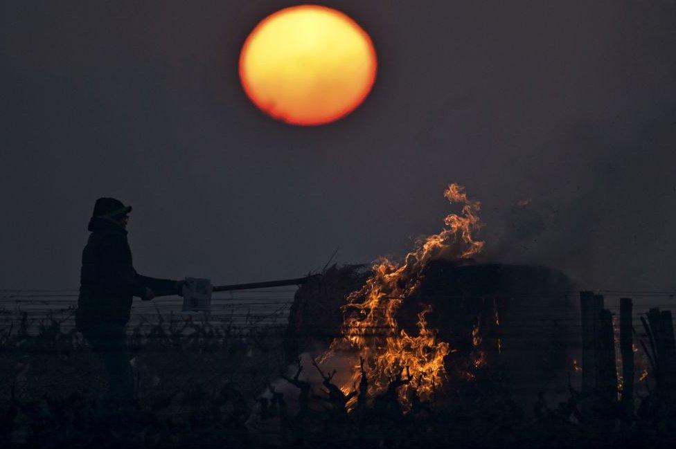 A winegrower burns a bale of straw in the vineyards to protect them from frost on 7 April,2021, Vouvray vineyard in Touraine.