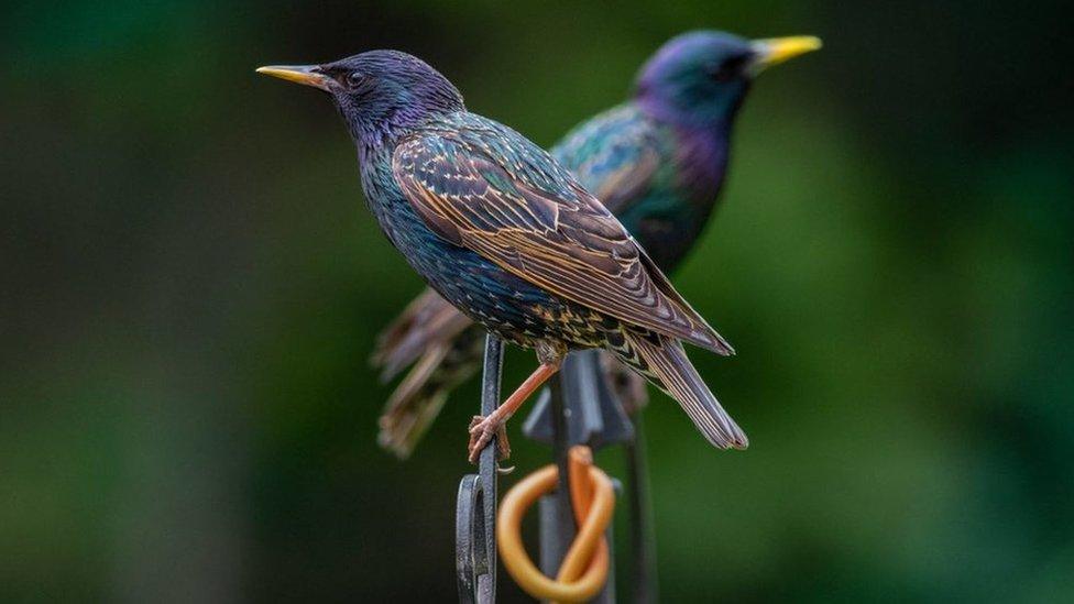 Two starlings facing away from each other