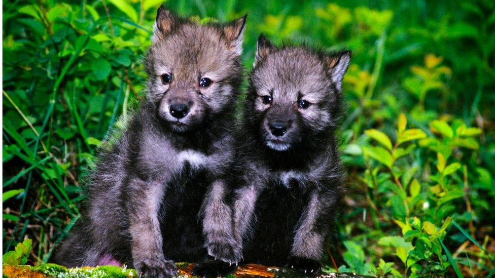 Grey wolf pups