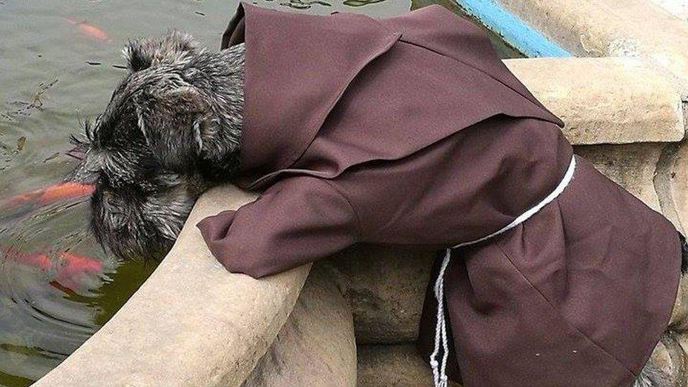 Friar Carmelo, the Bolivian dog