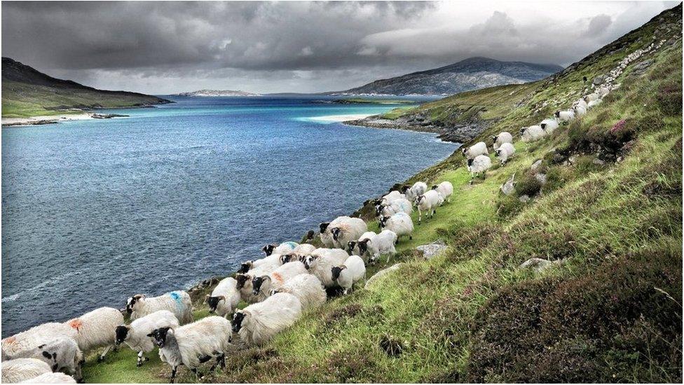 Caoraich