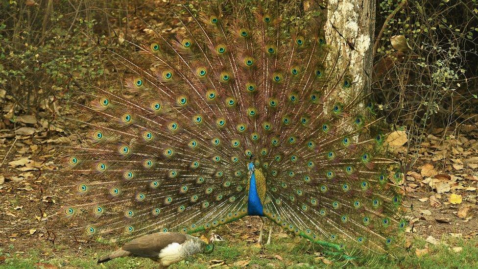 Peacock is seen displaying its full feathers during the third round of the Hero Indian Open at Delhi Golf Club on March 19, 2016 in New Delhi, India.