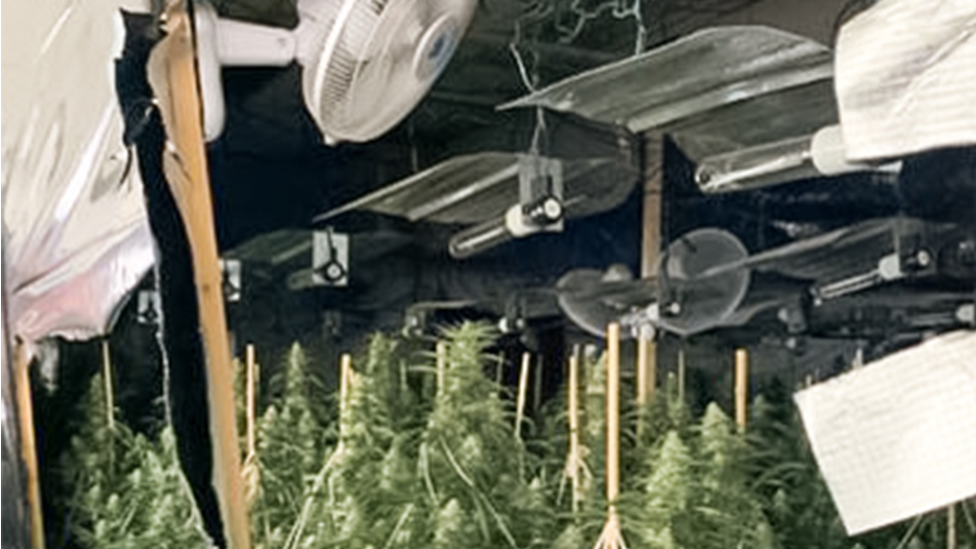 fans and lights on a ceiling above dozens of cannabis plants