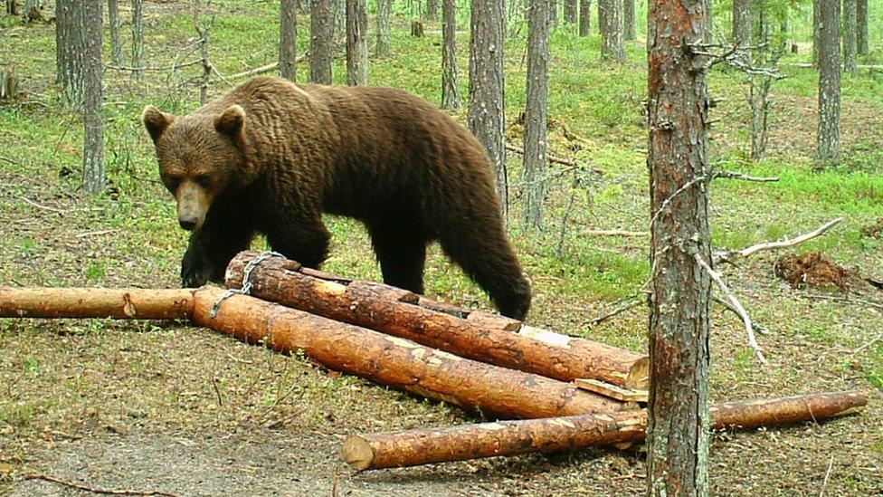 A brown bear