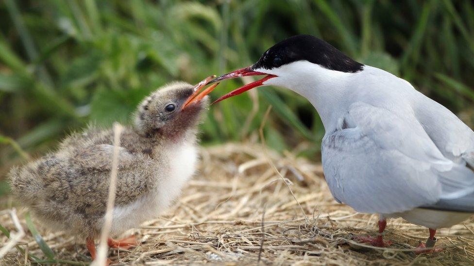 An Arctic tern feeding a chick