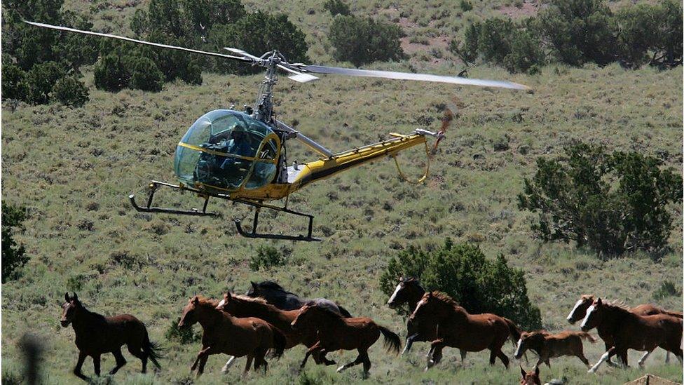 A helicopter rounds up wild horses in Nevada (2005 picture)