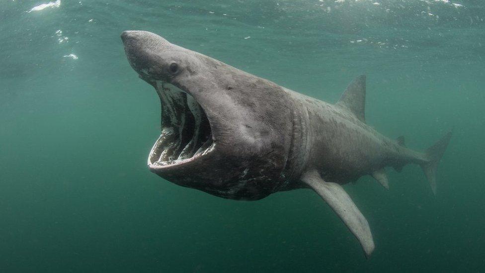 Basking shark