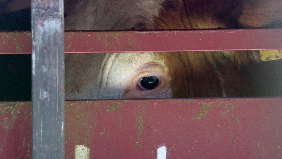 Cow waiting for slaughter