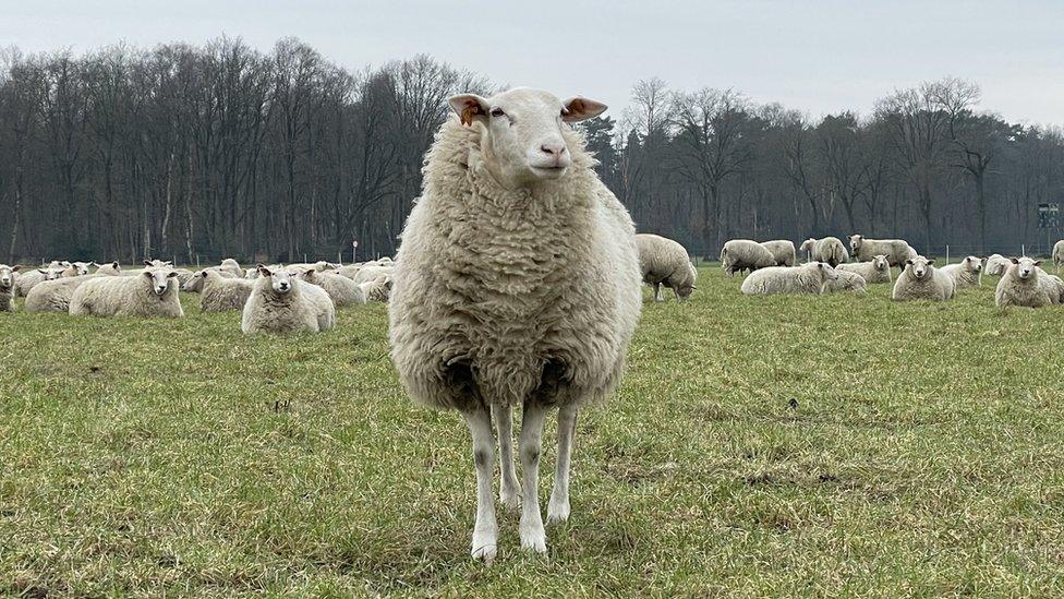 Belgian sheep