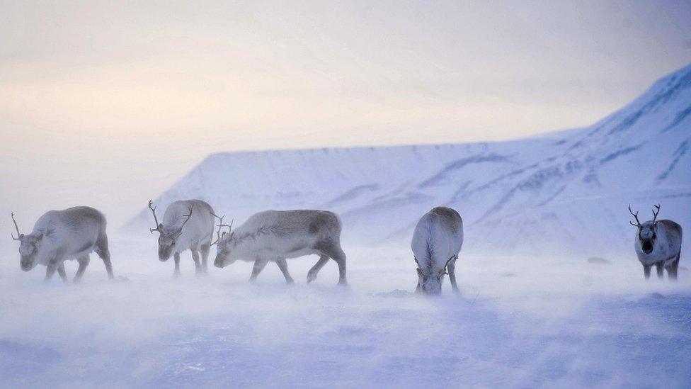 Reindeer