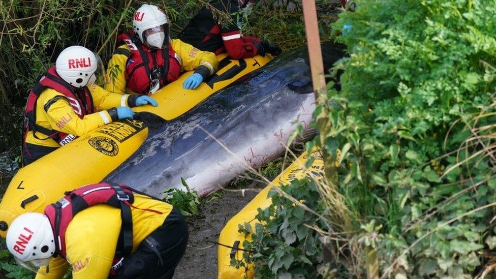 RNLI crew with whale