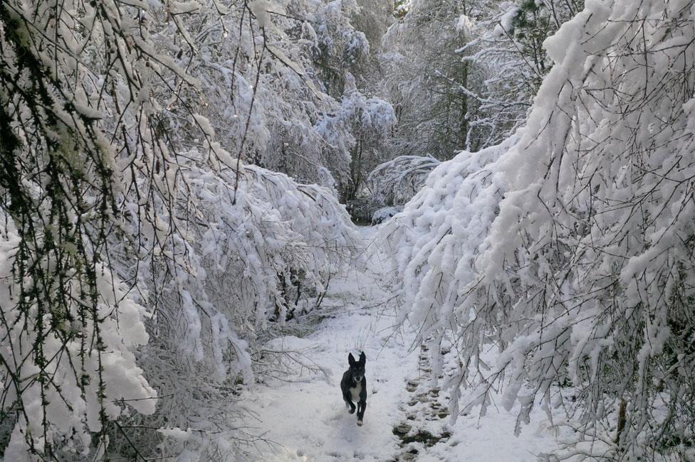 Dog in snow