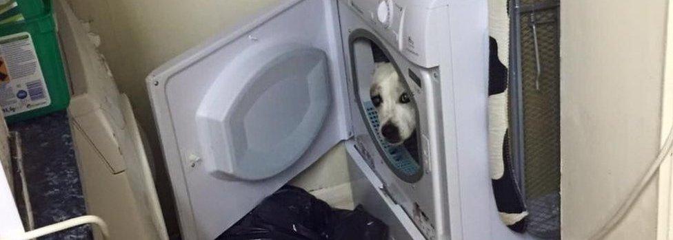 Dog hiding in washing machine