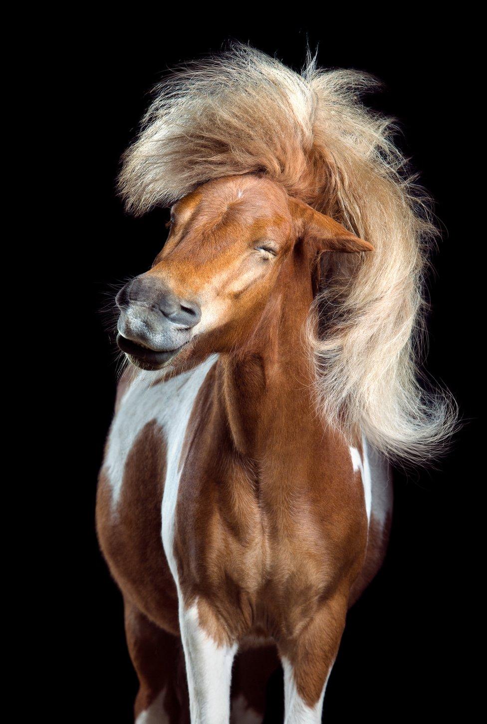 A horse shaking its head and mane