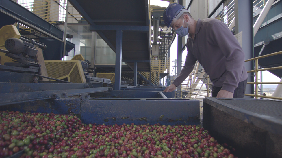 A worker looking at beans in an Ipanema automated selection machine