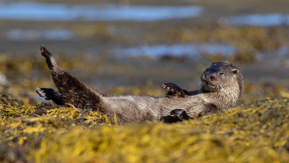 Otter lying on back on a rocky beach