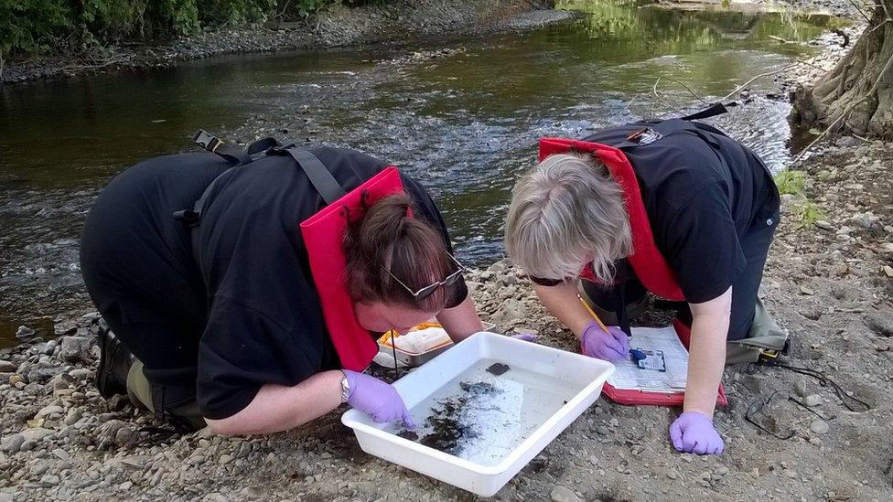 Natural Resources Wales officers examining water samples