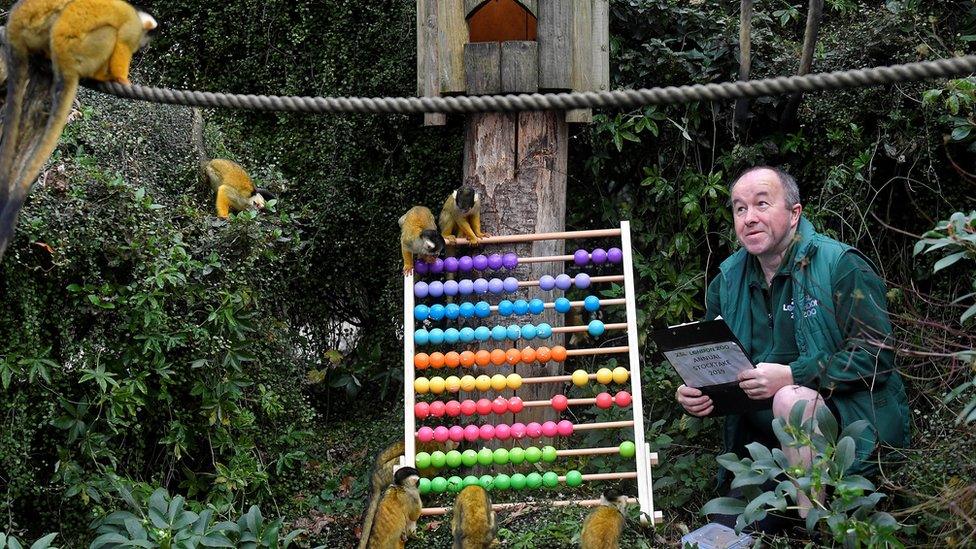 Zookeeper Tony Cholerton sits amongst Squirrel Monkeys