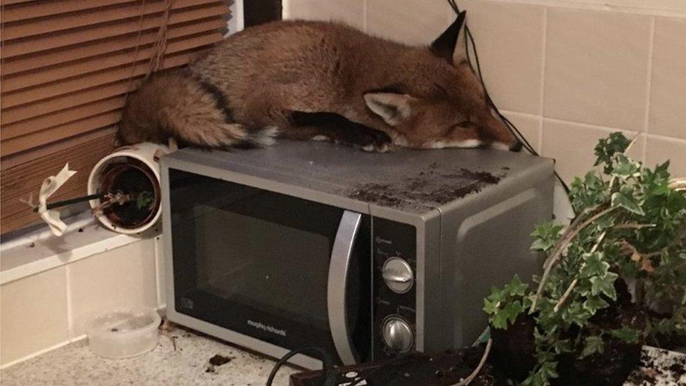 Fox on microwave