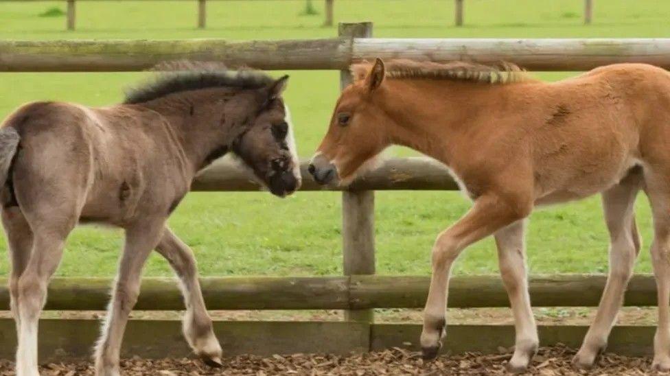 Two small brown foals almost touching noses with a fence and field in the background