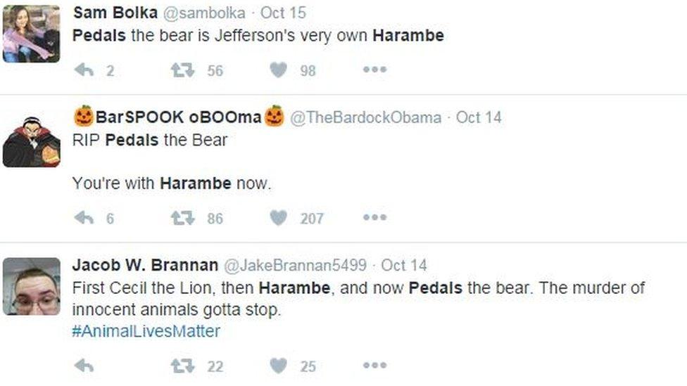 Pedals the Bear social media reaction